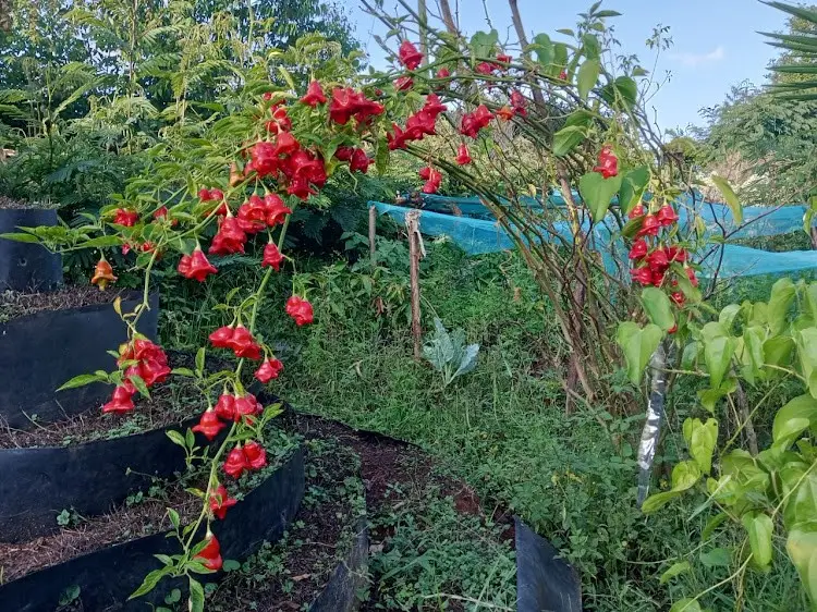 Read more about the article Benefits of paprika