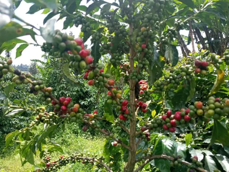 Read more about the article The allure of Coffee